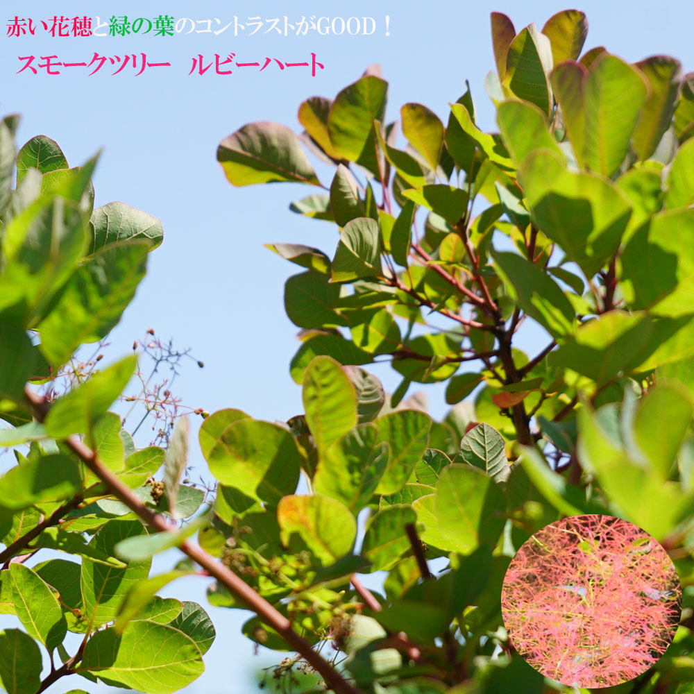 rubyheart01.jpg?w=850&ssl=1