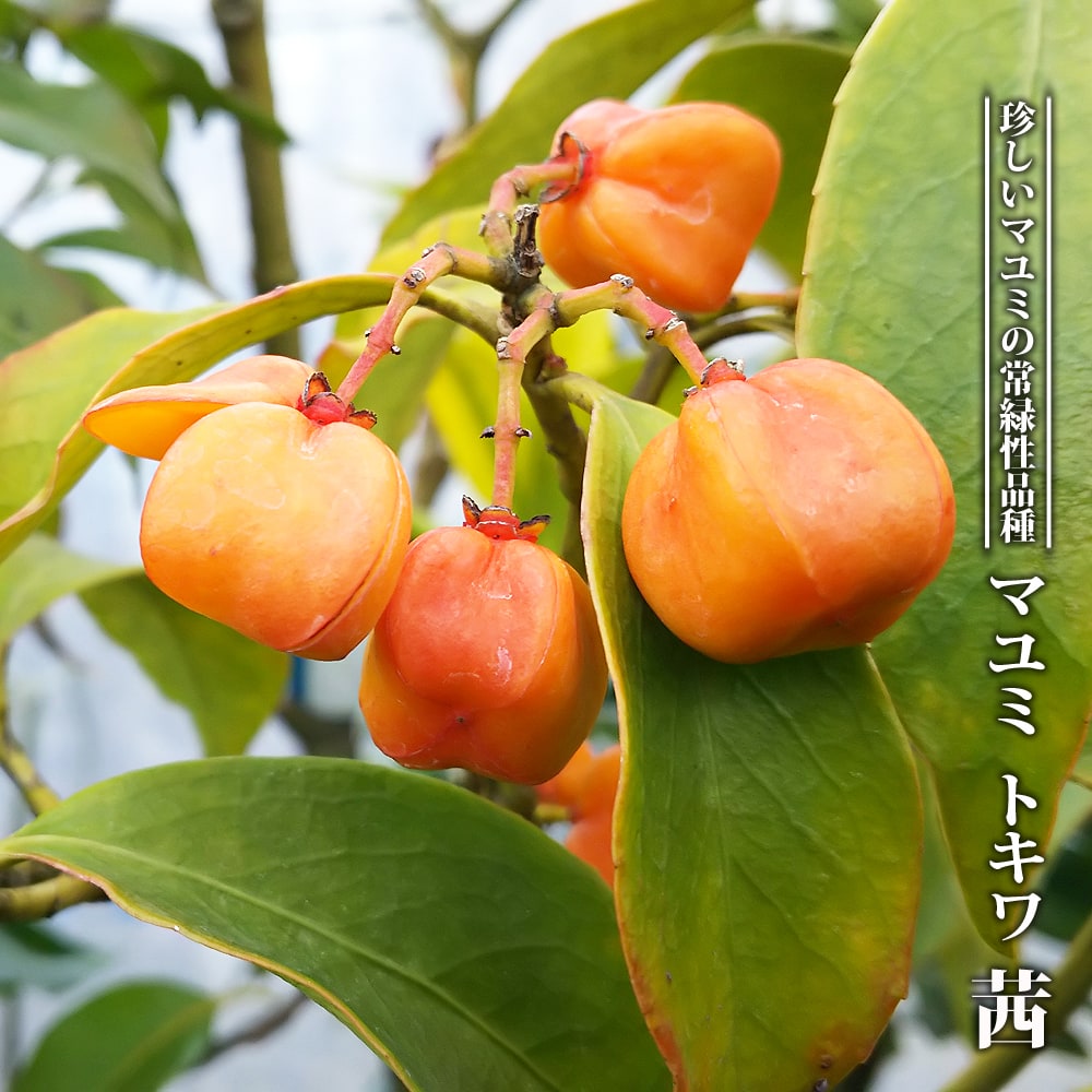 トキワ茜 マユミ の特徴と育て方 | 苗木部の部室 〜苗木、育てよう