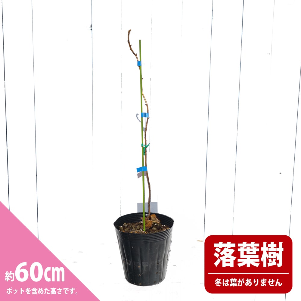 オレンジピコ ラズベリー 二季なり性の特徴と育て方 | 苗木部の部室
