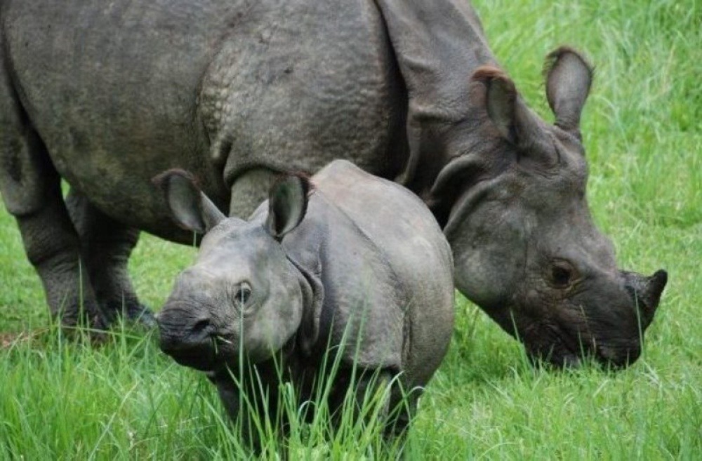 गैँडा तस्करीमा संलग्न २४ पक्राउ