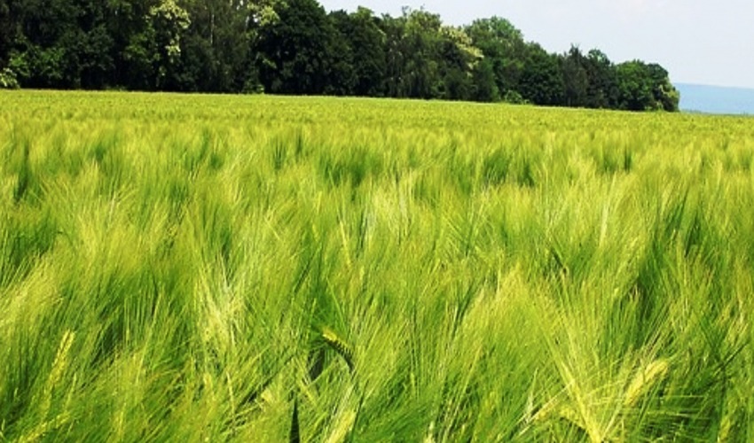 सुदूरपश्चिममा रैथाने अन्नबाली लोप हुँदै