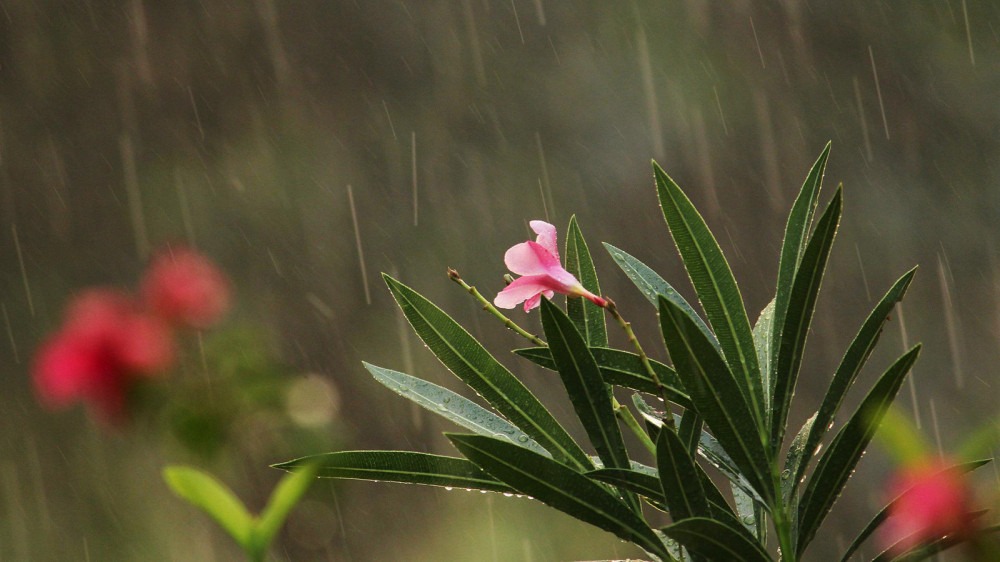 दुई/चार दिनमा नेपालमा मनसुन भित्रिने