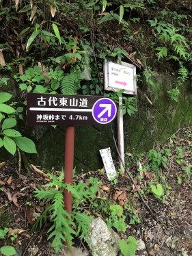 ブナコース登りは緩やか ブナコース登りは緩やか