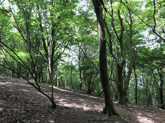 自然林の緑が美しい