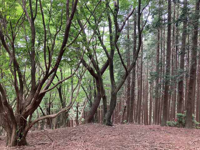 植林と自然林が斜面で分けています