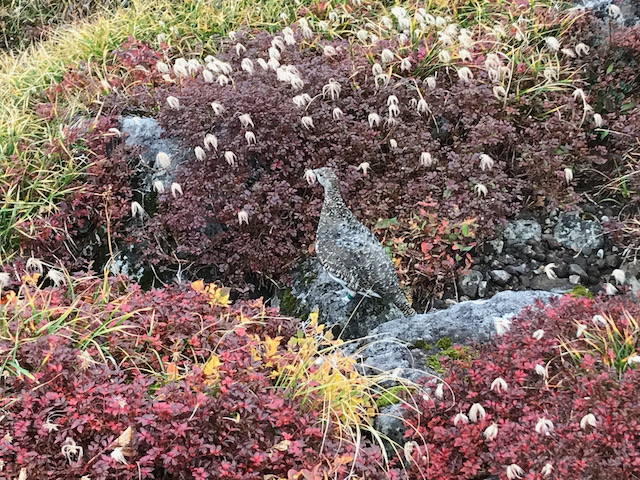 足元に雷鳥発見