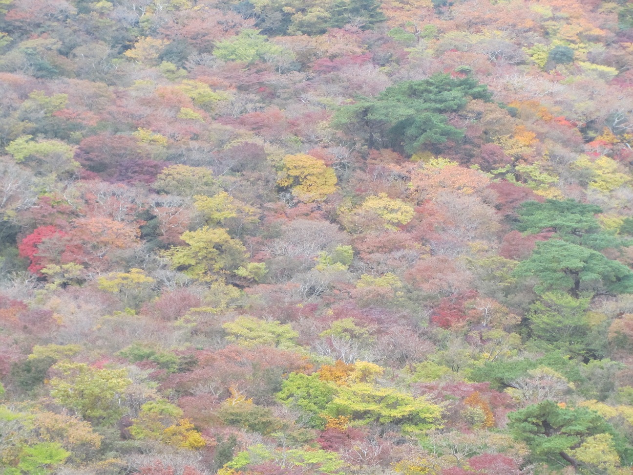 獅子戸岳付近の斜面