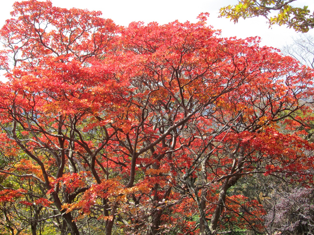 赤が映えています