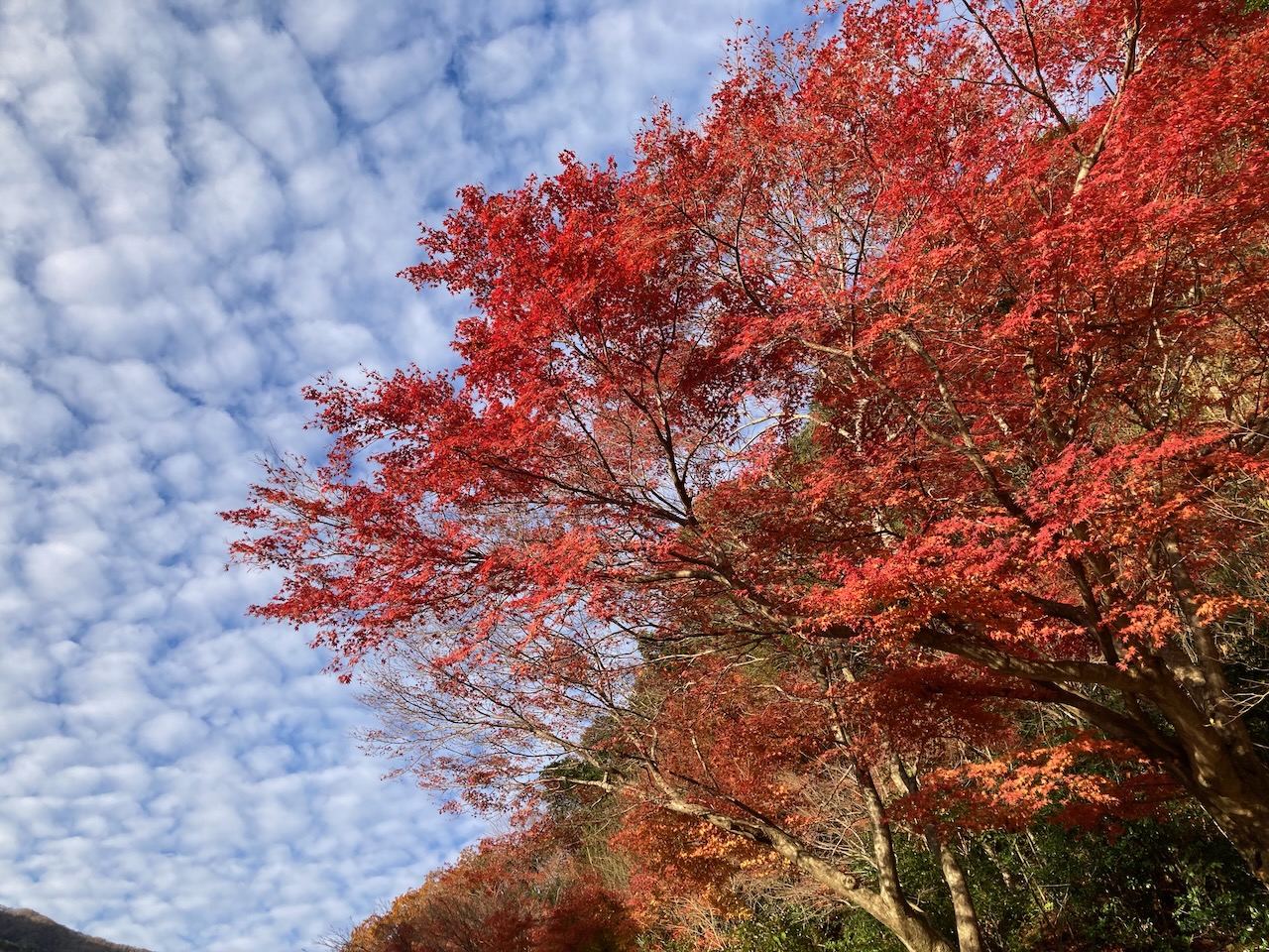 朝明駐車場の紅葉！