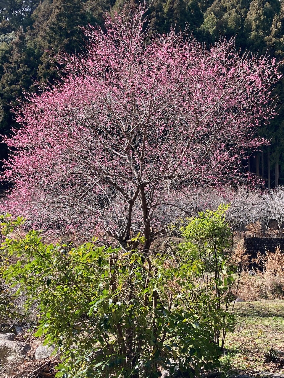 集落は人が少ない