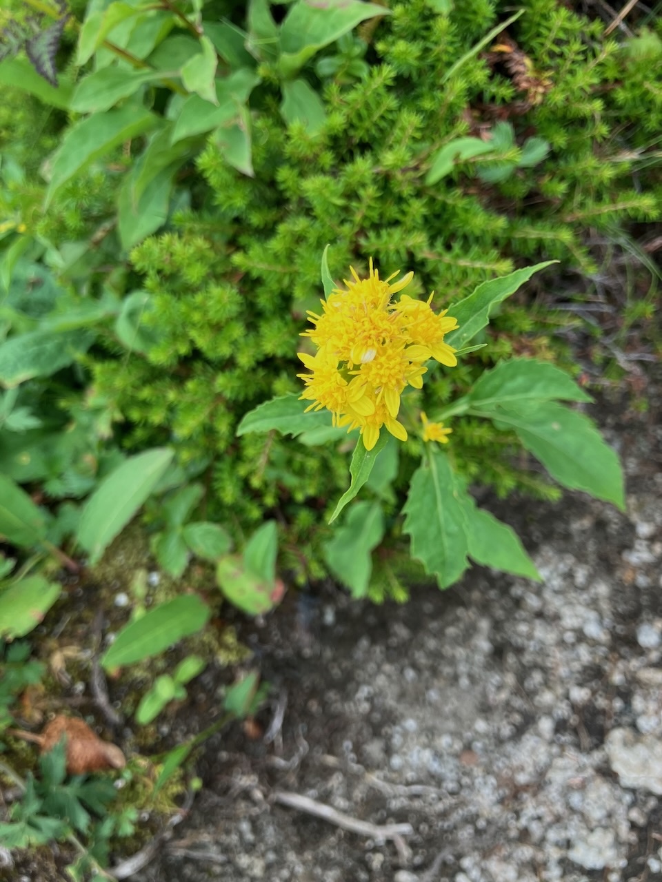 ミヤマアキノキリンソウ