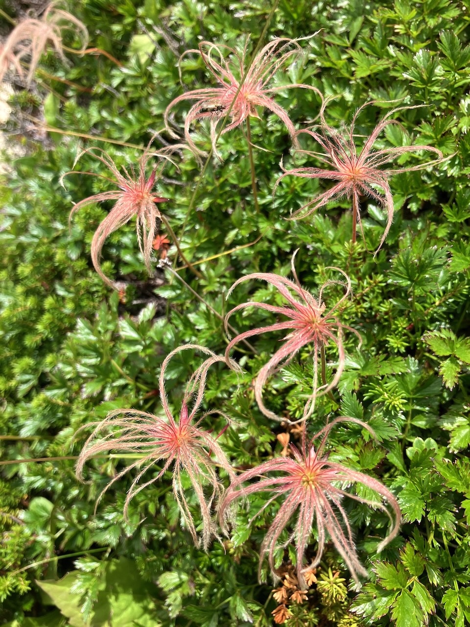 チングルマ綿毛