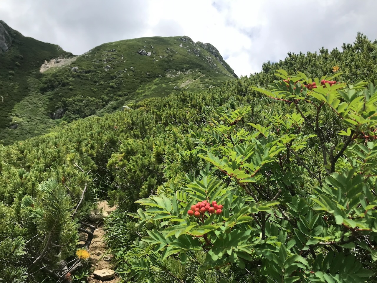 ナナカマドも色づきはじめ