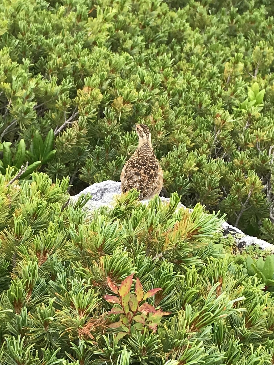 親子でいました