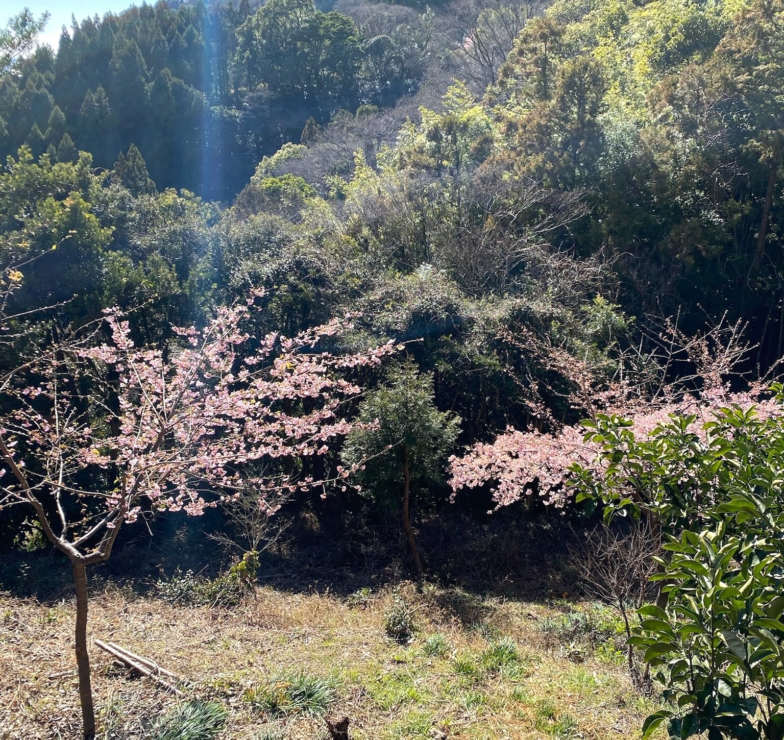 河津桜（かわづざくら）