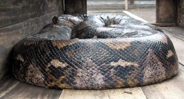 INSIDE NIGERIAN COMMUNITY WHERE SNAKES ARE WORSHIPED AS GOD