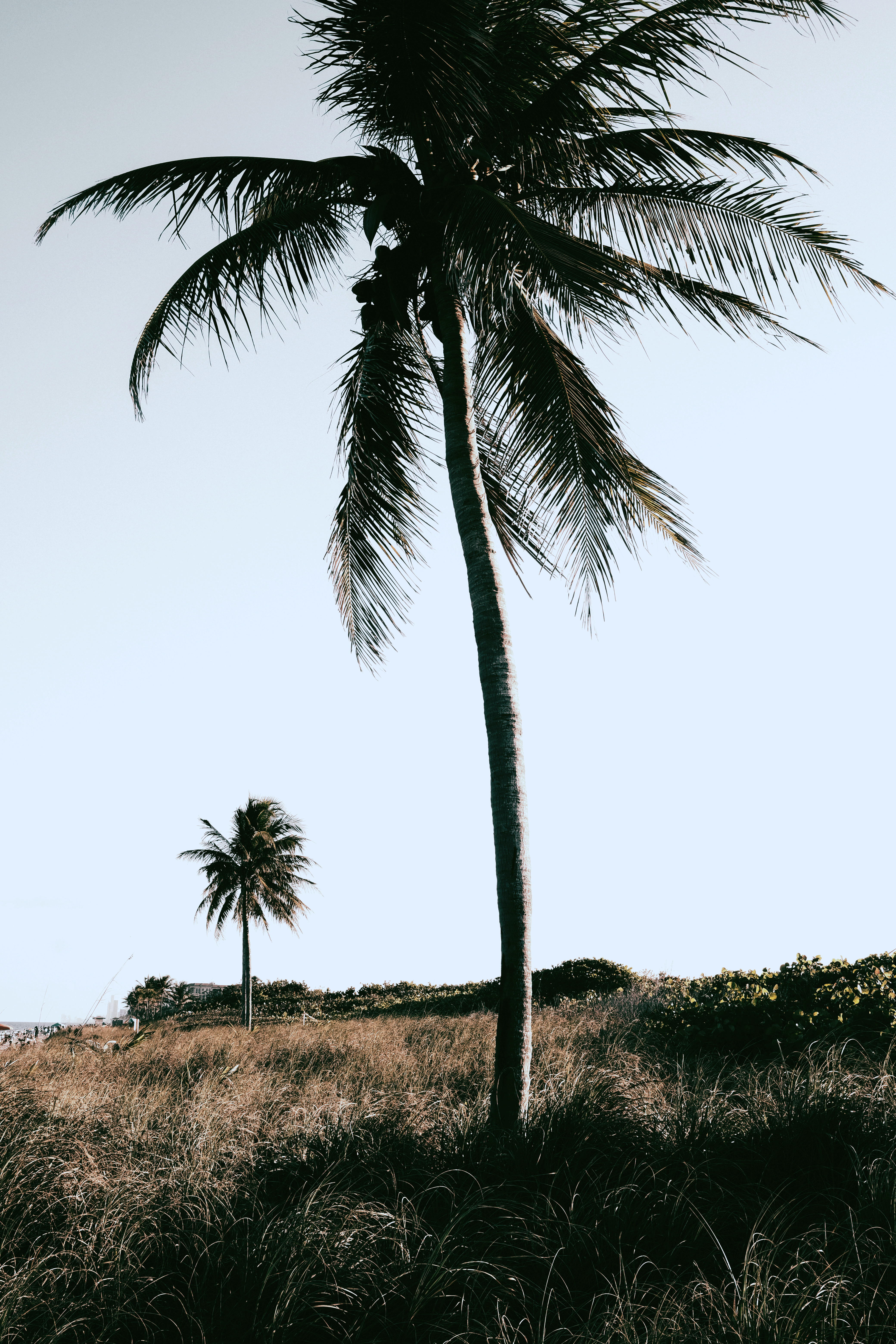 PicfxFile 55