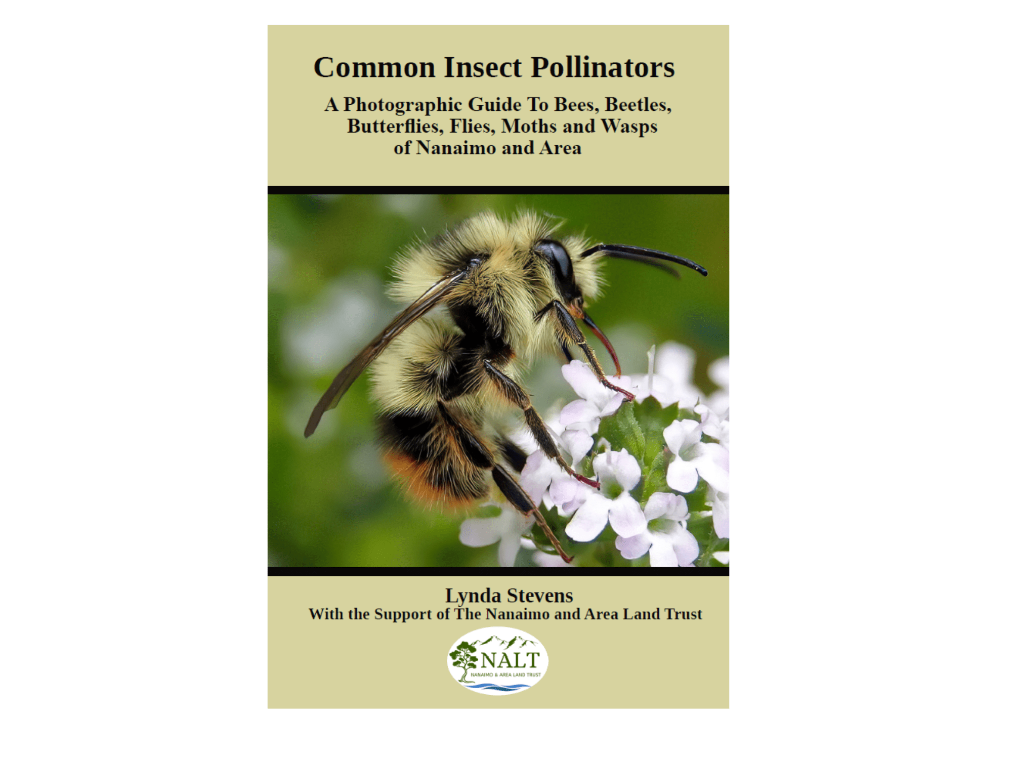 Common insect pollinators field guide