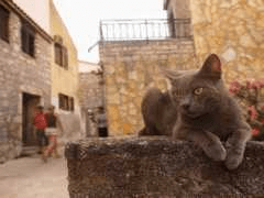 Vertebrata dan invertebrata pengertian perbedaan ciri. Betina Family Name