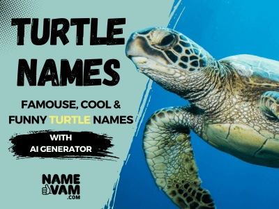 Turtle Names