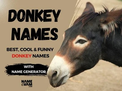 Donkey Names