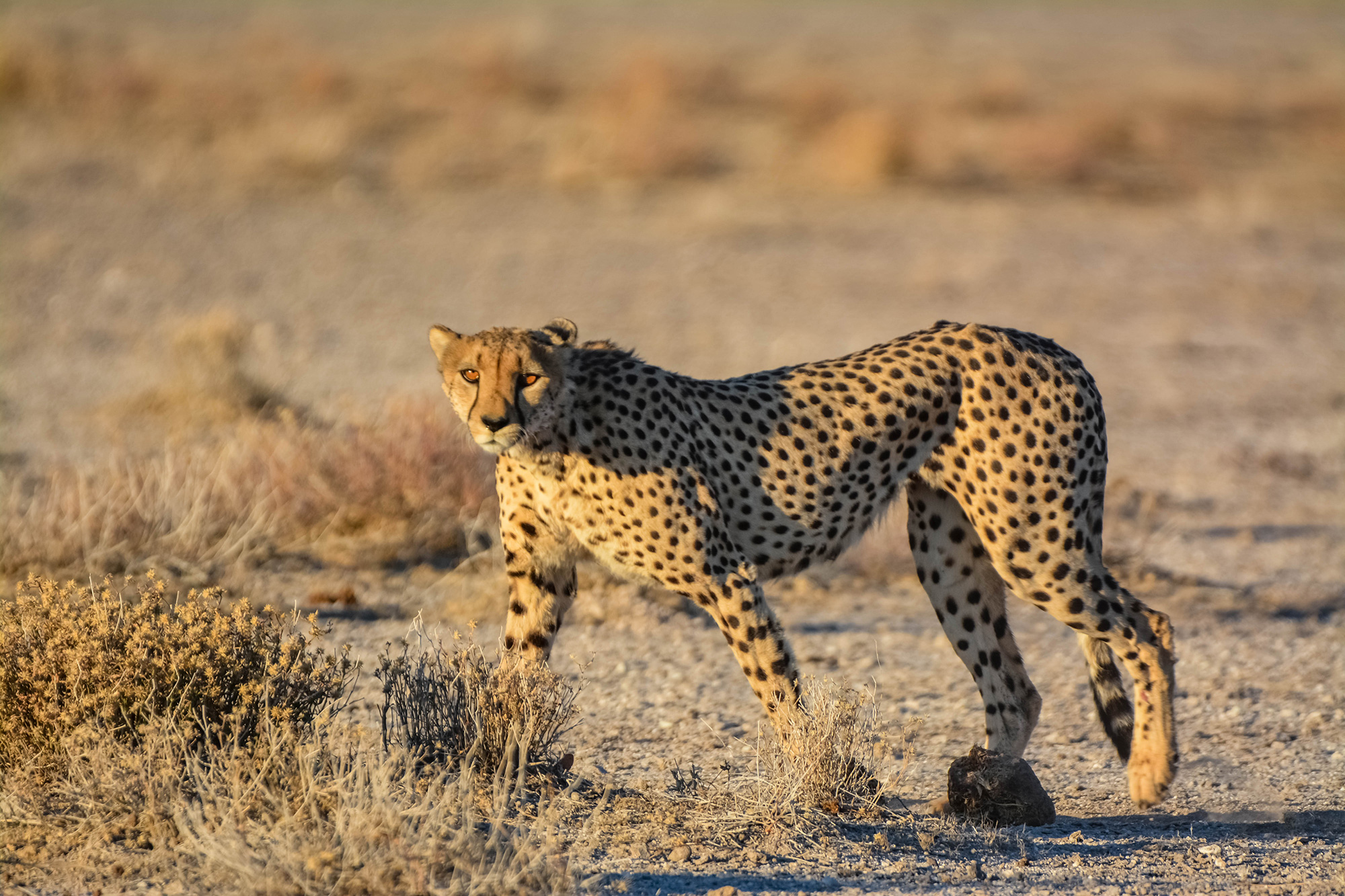 Namibia Conservation