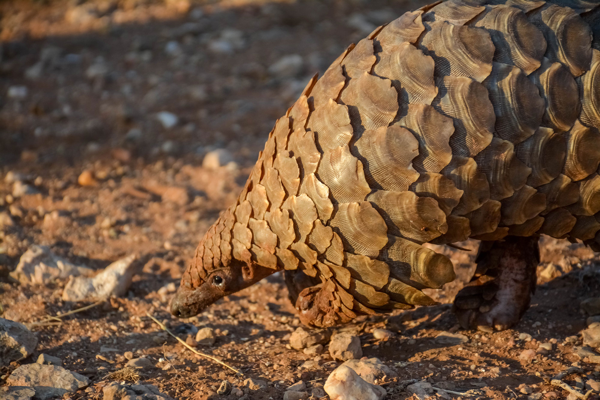 Namibia Conservation