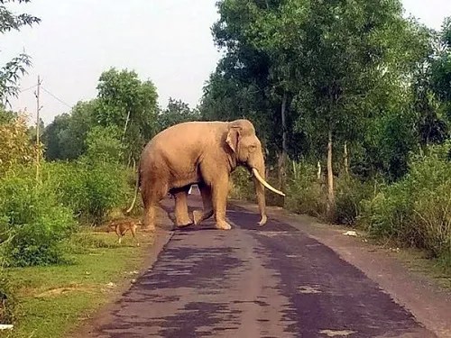 17wild-elephant