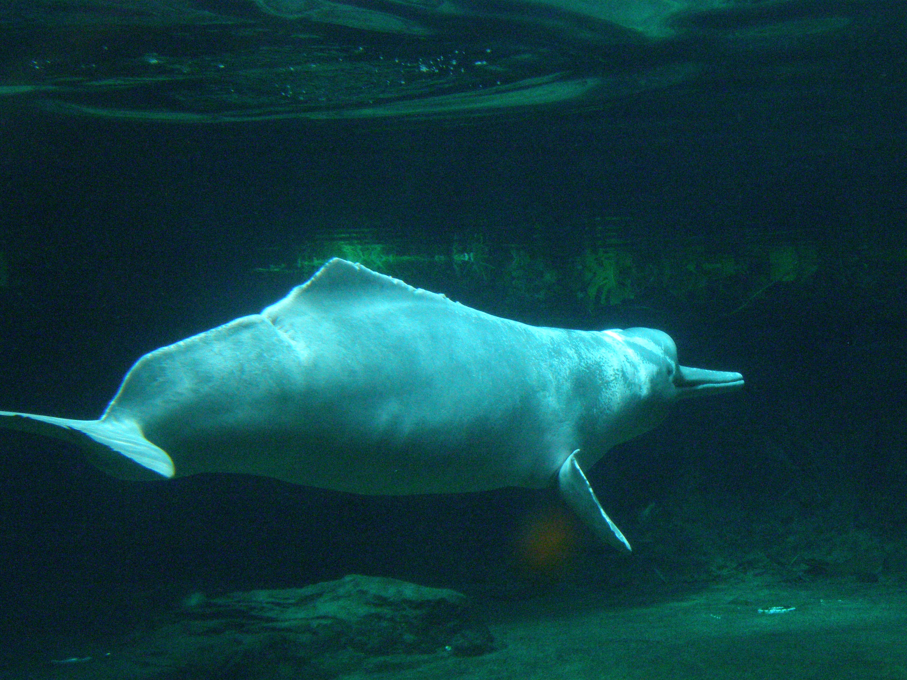 Forekommer i "Grotten" Foto: Belgianchocolate, Flickr