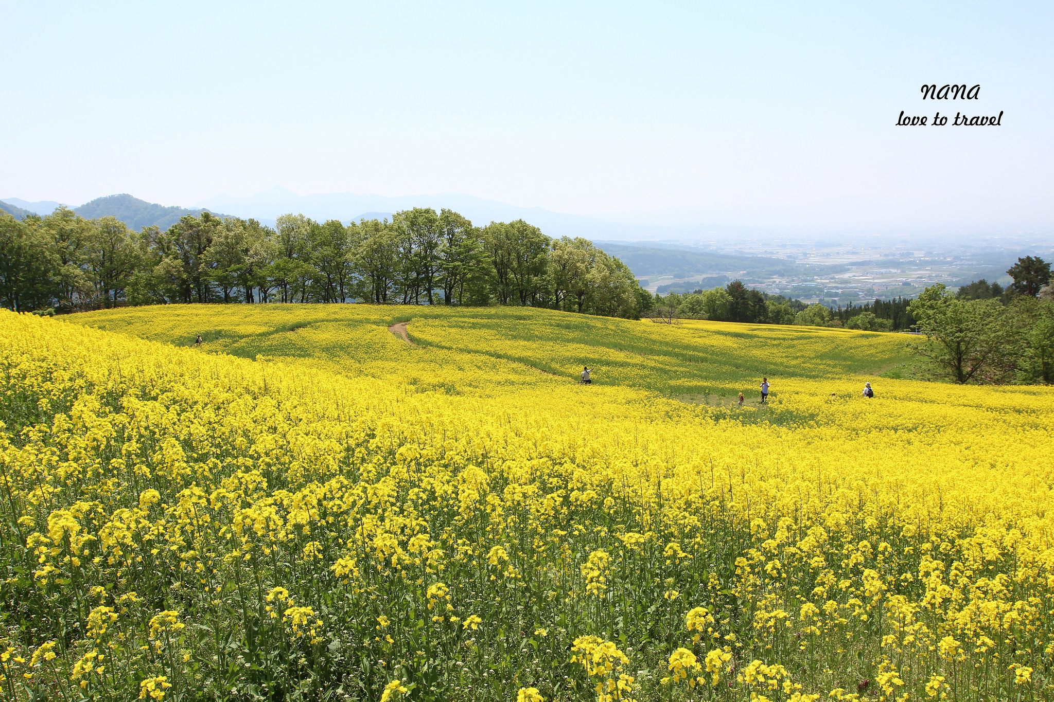 日本東北自由行》福島喜多方市 三ノ倉高原花畑。限定美景350萬株油菜花花海。