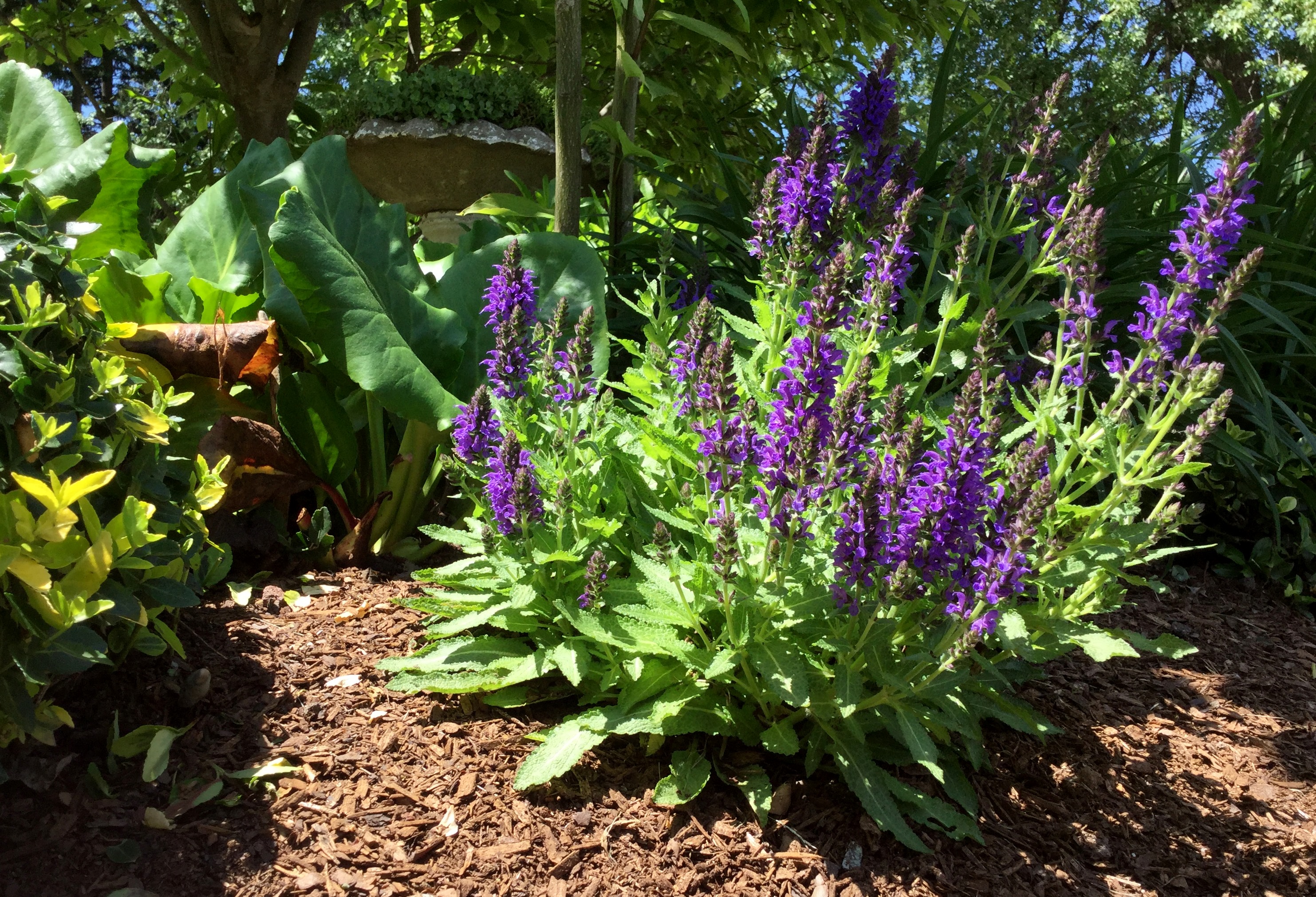 salvia