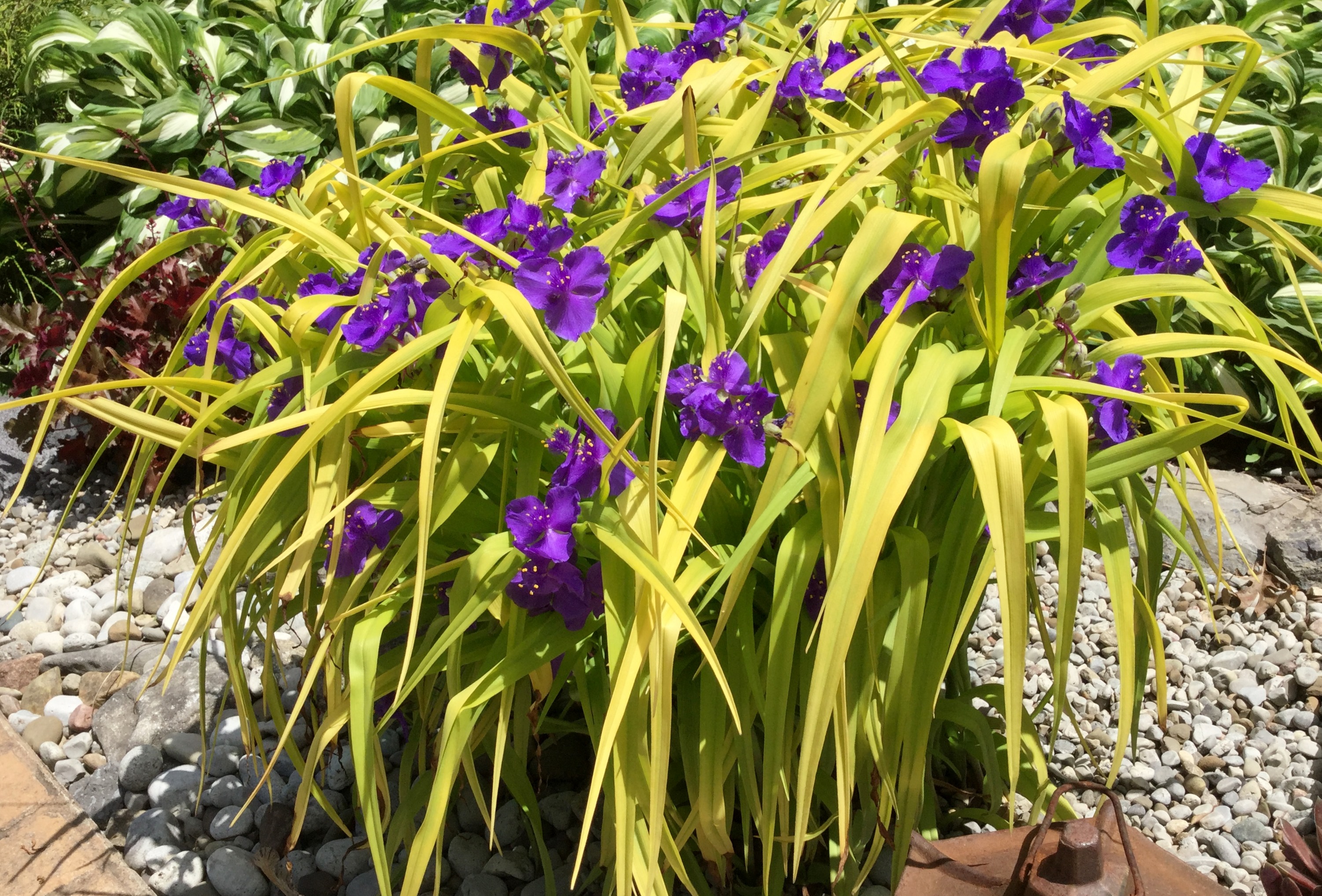 Spiderwort