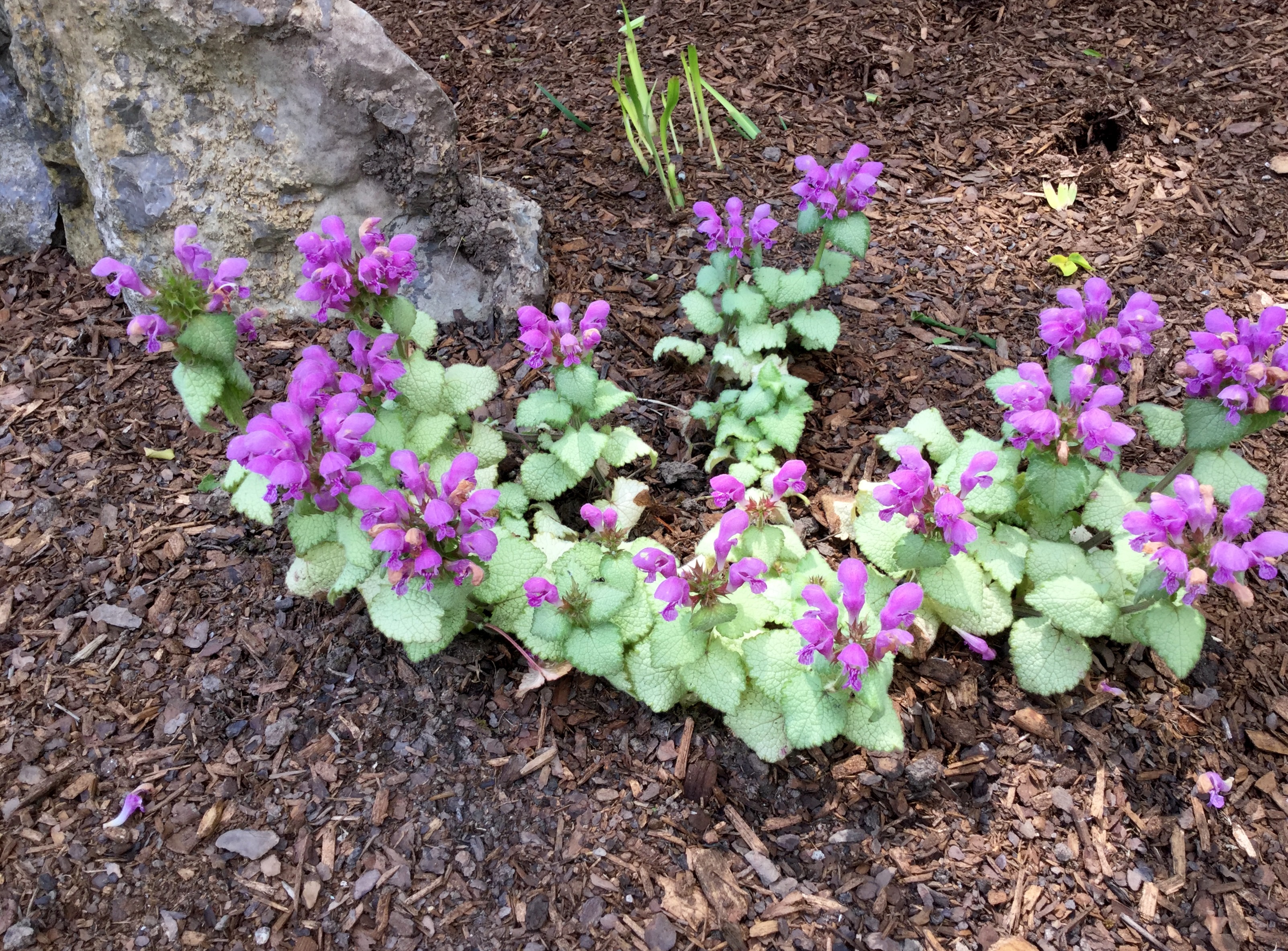 purple lamium