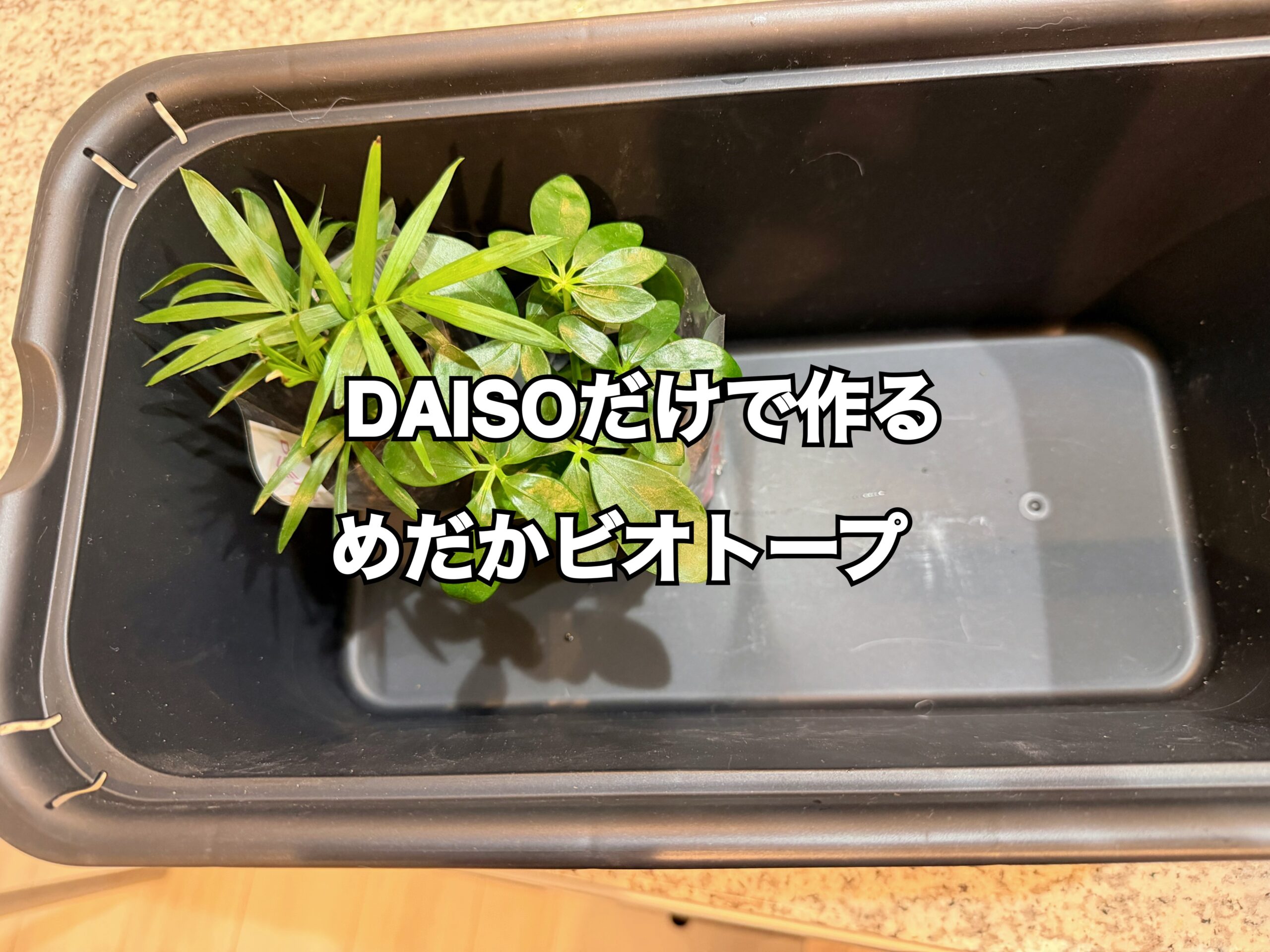 ダイソー商品で作る初心者向けメダカビオトープの準備