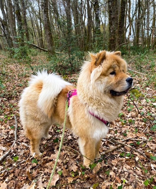 ショルダーバッグを下げたチャウチャウ犬さん ショルダーバッグを下げたチャウチャウ犬さん