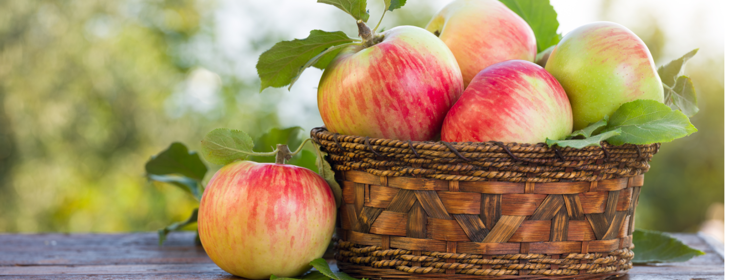 fall apples in a basket in the orchard