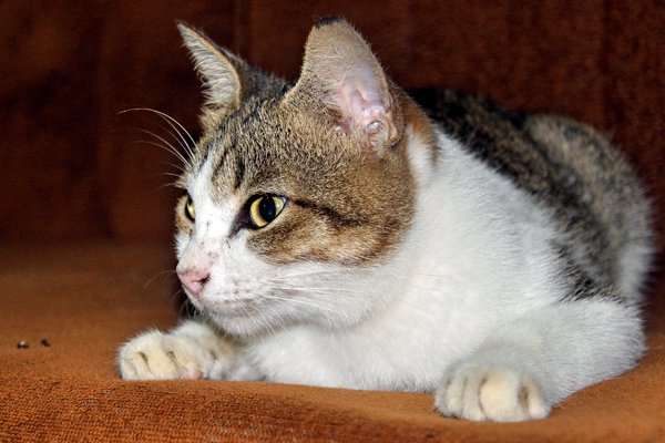 Download Gratis Gambar Yuk Lakukan 3 Cara Ini Agar Kucing Tidak Stres Saat Berada Di Rumah Terupdate by Lampunghits.com