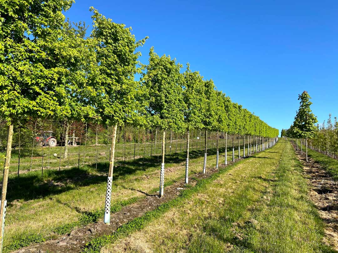 Trees for Screening and Privacy Nangle and Niesen Wholesale Tree