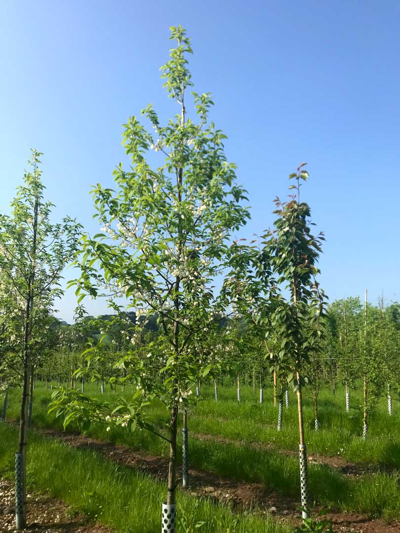 Trees for a small garden Nangle and Niesen Wholesale Tree Nursery Cork