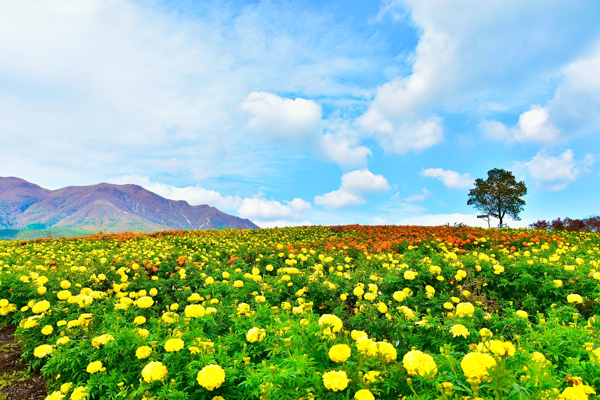 九重花公園久住花公園 山嵐夢幻花海美景 夏季限定薰衣草花田及採藍莓體 Vscizr