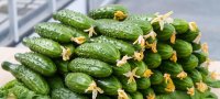 Причины пожелтения огурцов: причины и методы борьбы. Почему желтеют завязи у огурцов в теплице? Почему желтеют зародыши огурчиков в теплице