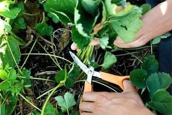 Для чего нужна осенняя обработка клубники?