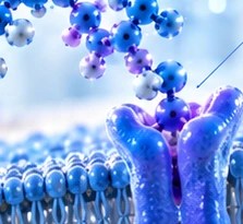 NPA How Peptides Work educational illustration.