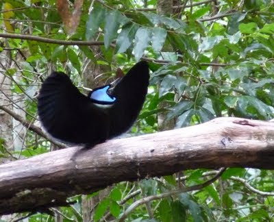 The Magnificent Riflebird – Art & Other Adventures with Narca