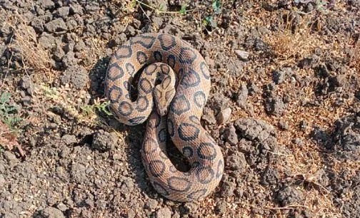 VIPER