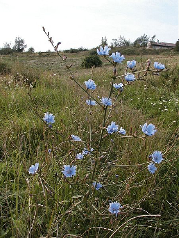 Chicory Flower - 192 Chicory And York Beautiful Flowers Beautiful Flowers Pictures Beautiful Flowers Photography - There chicory it is a plant of which perhaps one does not expect the presence of a meaning. Chicory Flower - 192 Chicory And York Beautiful Flowers Beautiful Flowers Pictures Beautiful Flowers Photography - There chicory it is a plant of which perhaps one does not expect the presence of a meaning.
