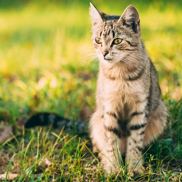 Well, if you live in one of the states that allow pet raccoons, that dream could be a reality. Nashville NC Pet Boarding - Nash County Animal Hospital