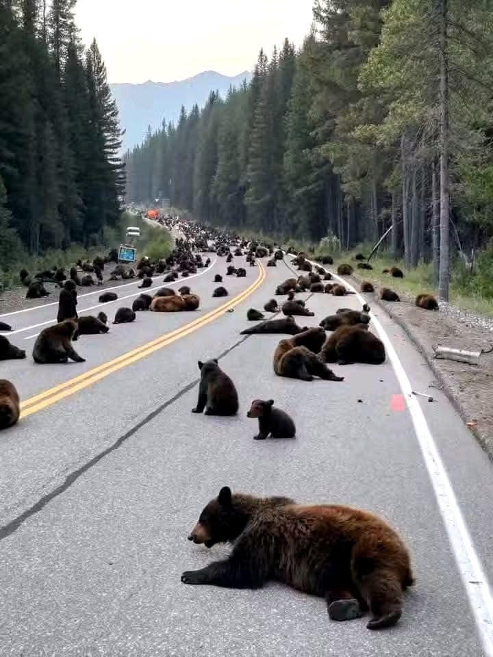 Мечките формираат невидена блокада во Јелоустоун, научниците стравуваат дека знаат нешто што ние не знаеме