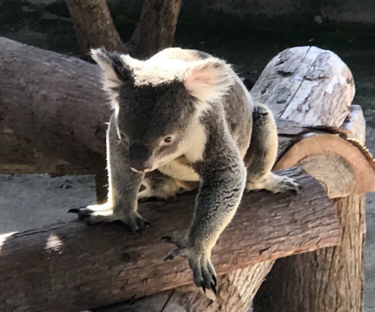 鹿児島でコアラが見れる平川動物公園の動物や施設まとめ 初めての来園での見どころ紹介 なっちゃんのブログ