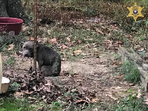 NPSO: NORTH NATCHITOCHES PARISH WOMAN ARRESTED IN ANIMAL CRUELTY CASE